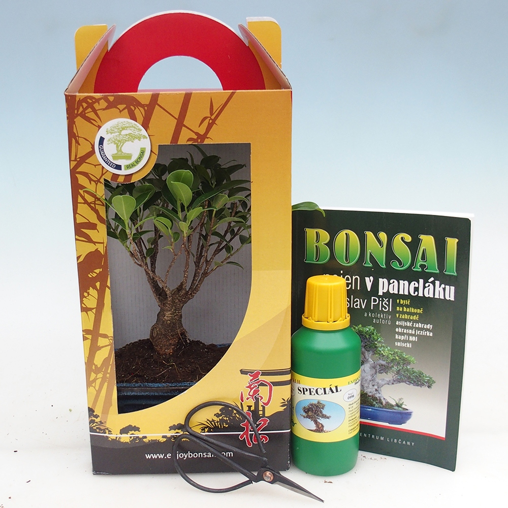 Room bonsai in gift box Ficus retusa - Small-leaved ficus