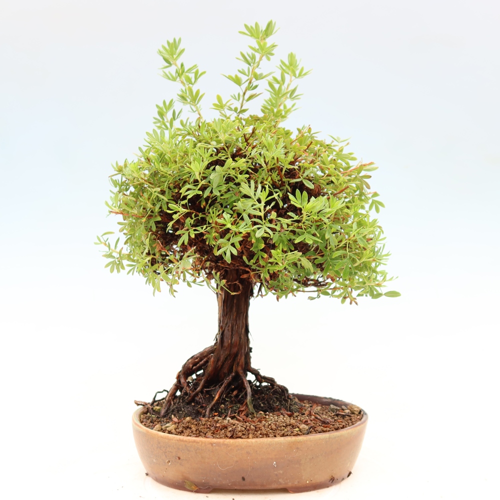 Outdoor bonsai - Potentila fruticosa