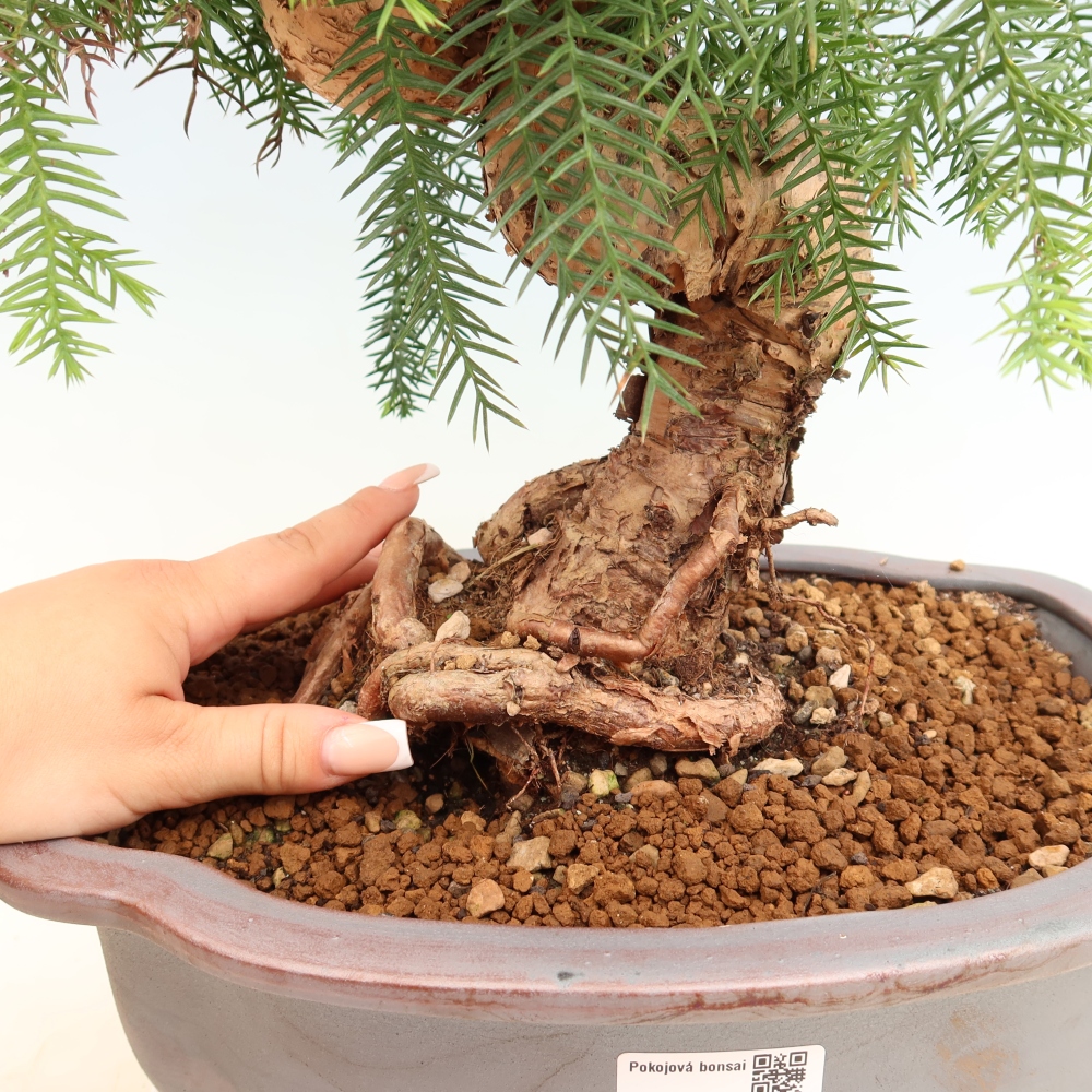 Indoor Bonsai - Araucaria - Indoor Spruce