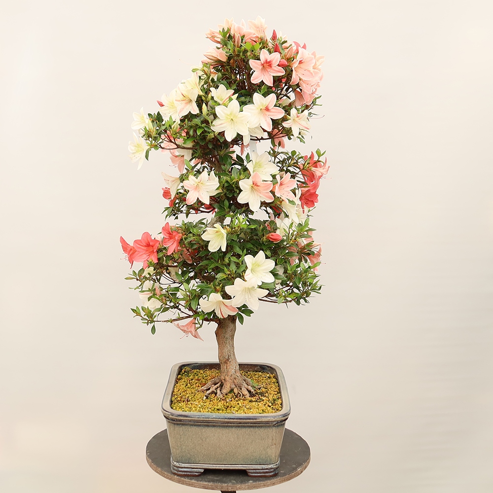 Outdoor bonsai - Japanese Azalea - Azalea Saishun