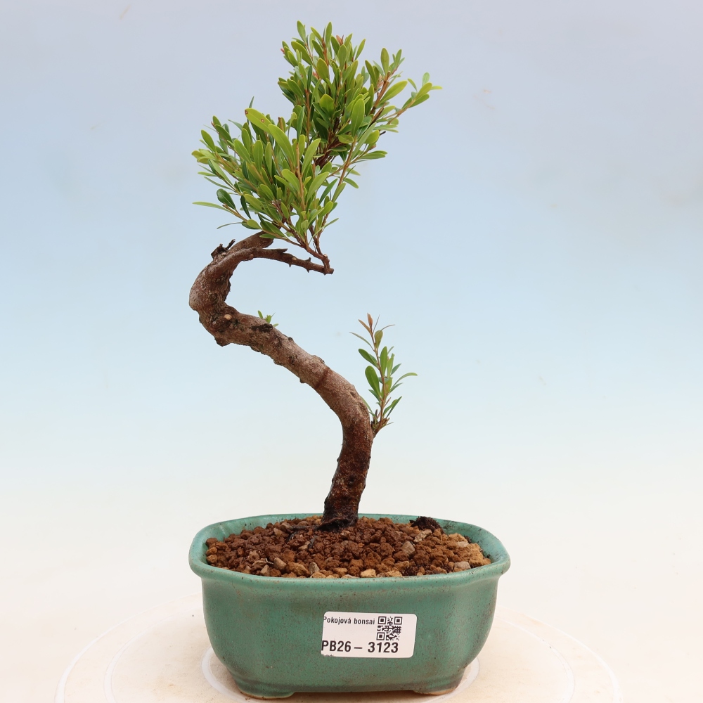 Room bonsai - Syzygium - Pimento
