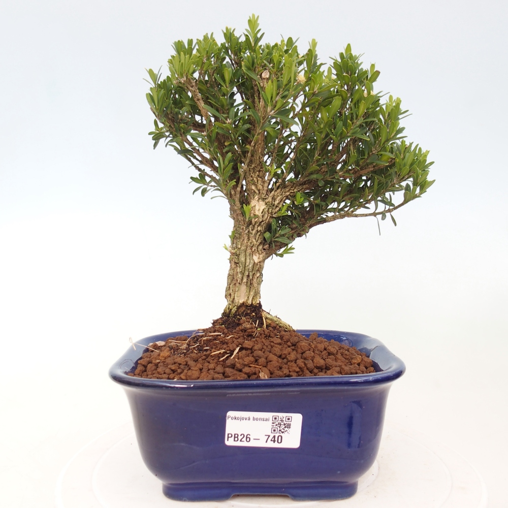 Room bonsai - Buxus harlandii - cork buxus