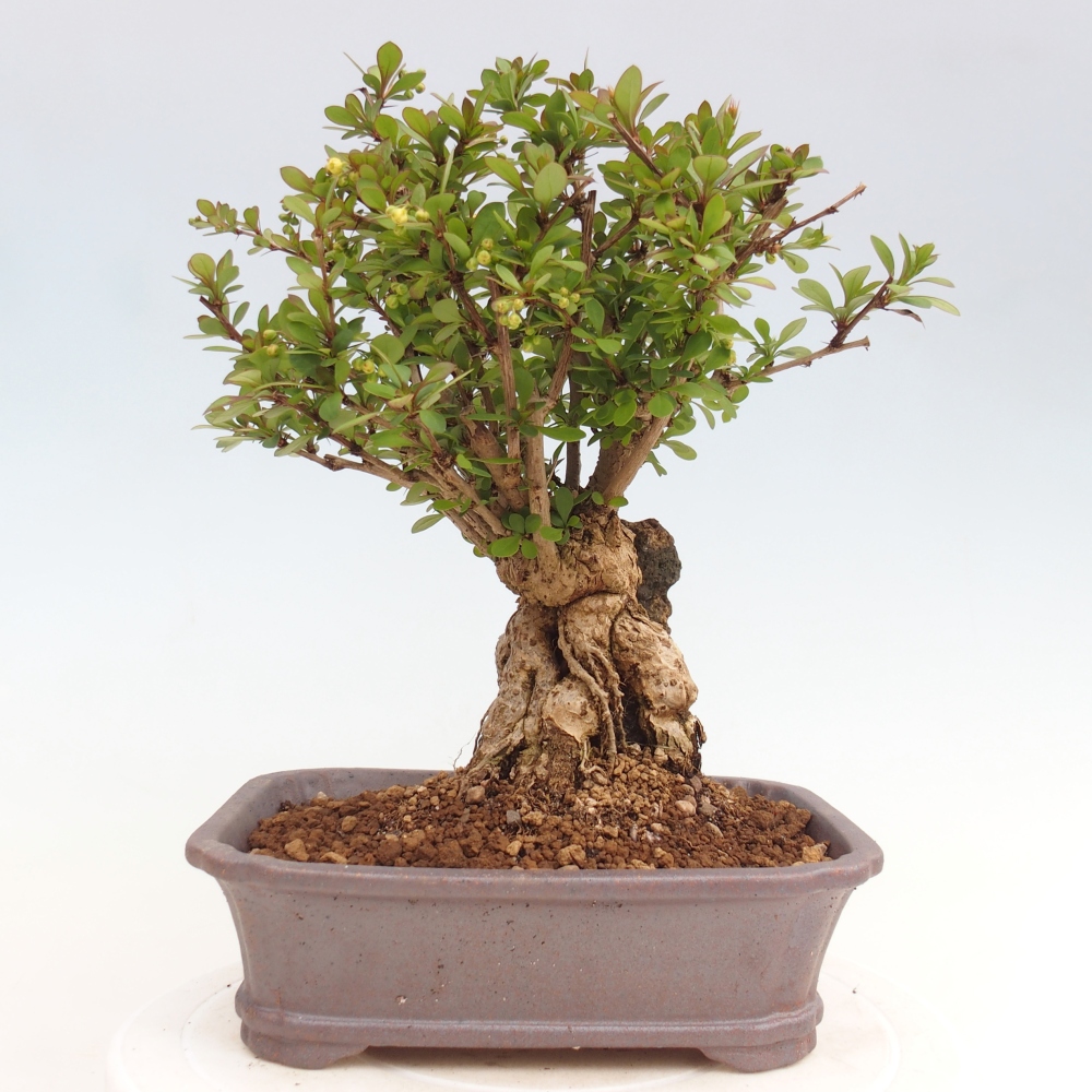 Outdoor bonsai - Berberis coreana