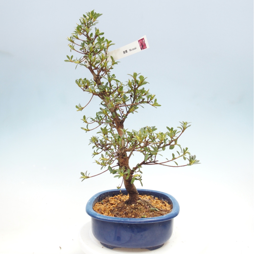 Outdoor bonsai - Japanese azalea - Azalea MURASAKI