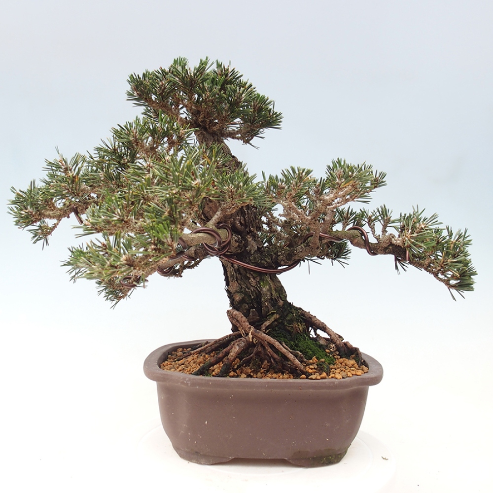 Outdoor bonsai - Pinus thunbergii Kotobuki - Thunberg pine