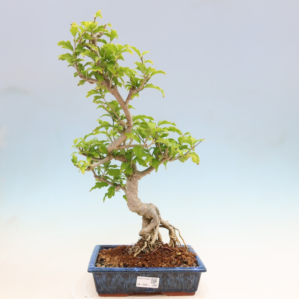 Outdoor Bonsai - Hibiscus syriacus - Syrian Hibiscus