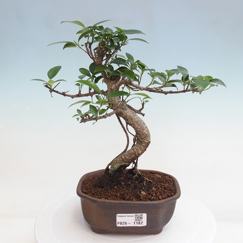 Room bonsai - Ficus retusa - small-leaved ficus
