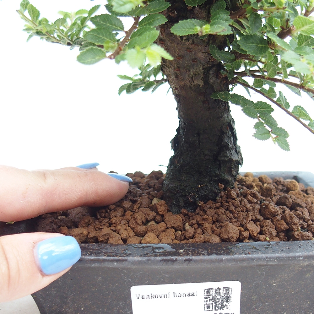 Outdoor bonsai - Ulmus parvifolia Hokkaido - Chinese elm