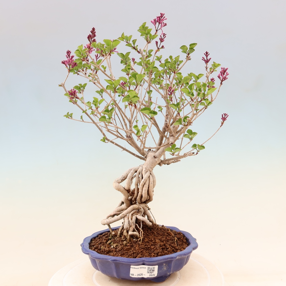 Outdoor bonsai - Syringa microphylla - small-flowered lilac