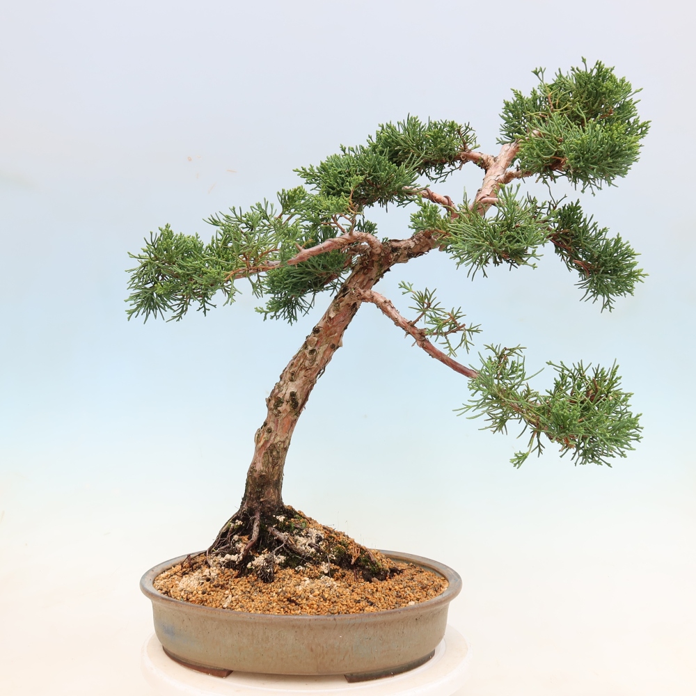 Outdoor bonsai - Juniperus chinensis Kishu