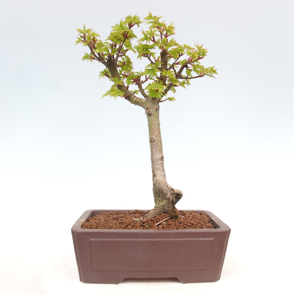 Outdoor bonsai -Javor palm Acer palmatum Shishigashira