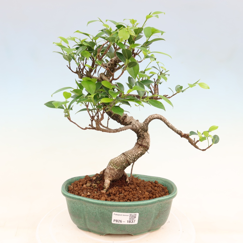 Room bonsai - Ficus retusa - small-leaved ficus