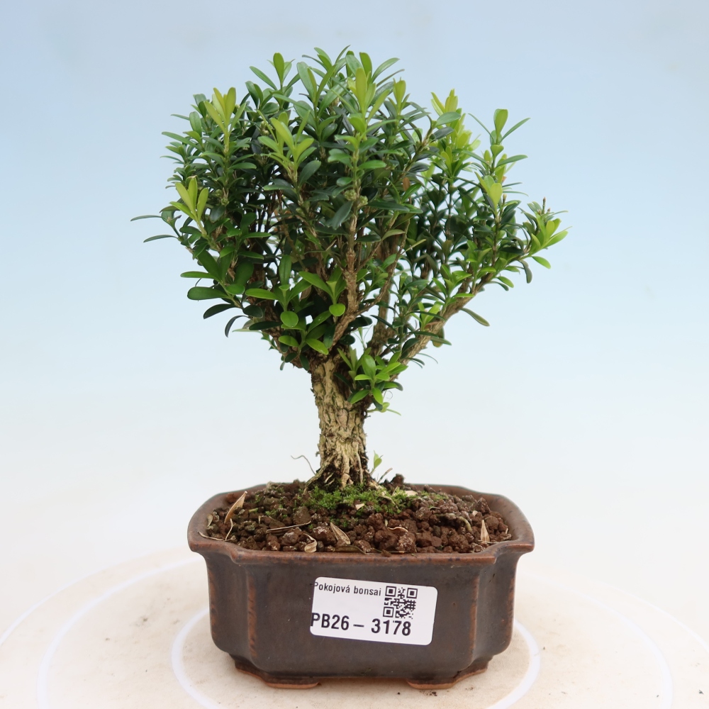 Room bonsai - Buxus harlandii - cork buxus