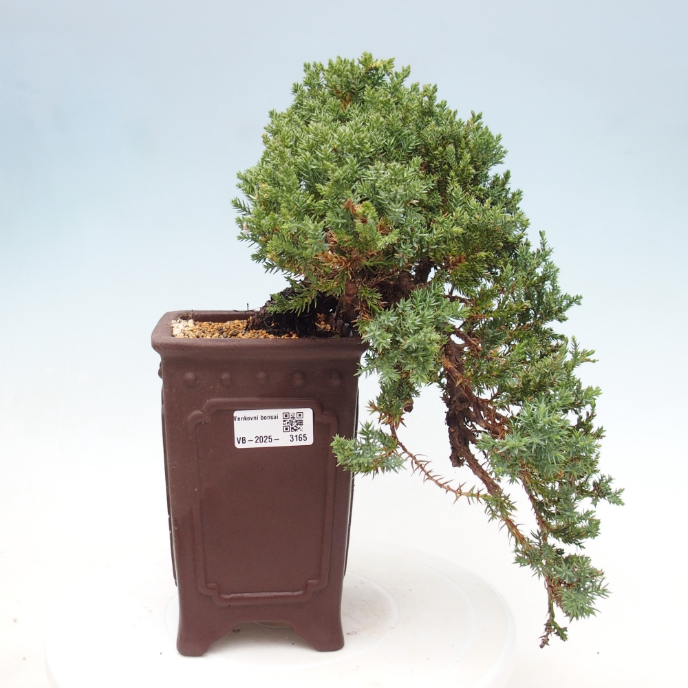 Outdoor bonsai - Juniperus procumbens - Prostrate Juniper