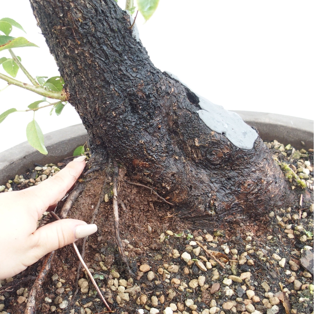 Outdoor bonsai - Mahalebka - Prunus mahaleb