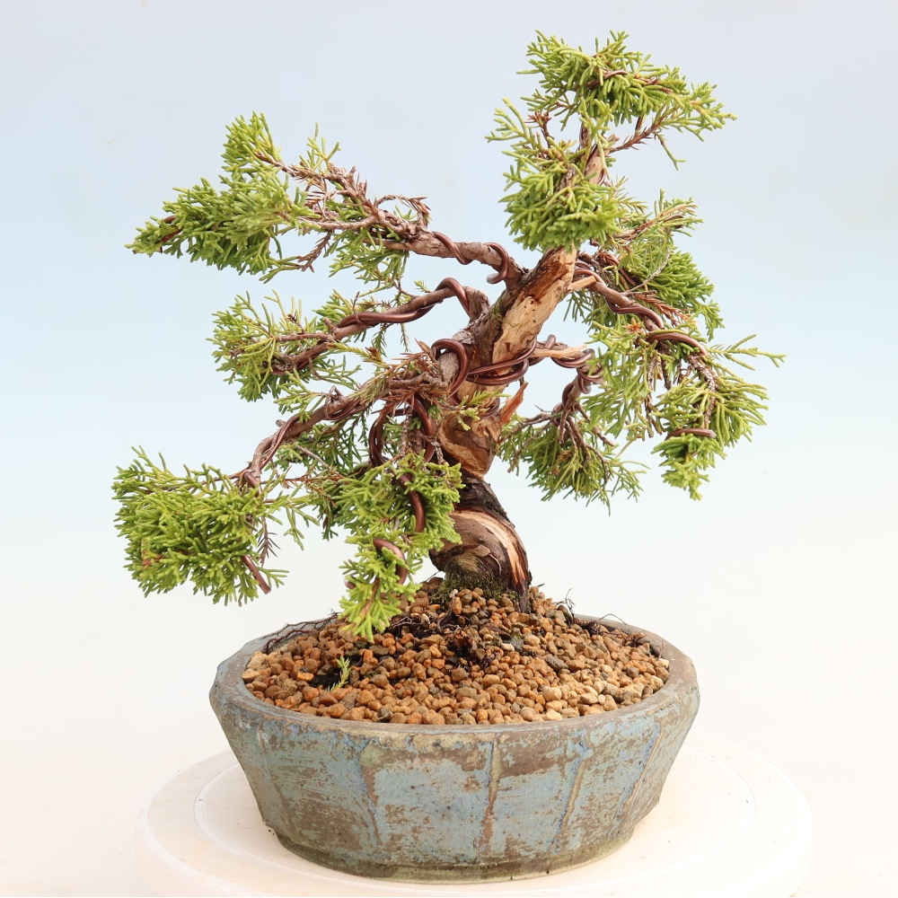 Outdoor Bonsai - Juniperus chinensis Itoigawa - Chinese Juniper