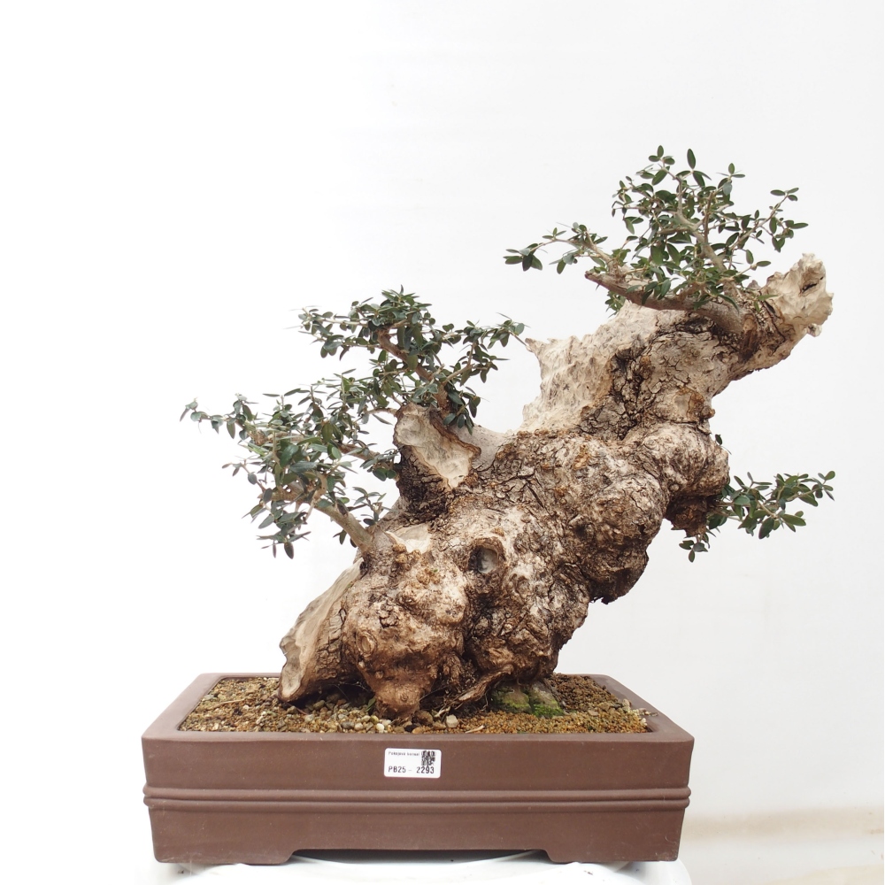 Indoor bonsai - Olea europaea sylvestris - European small-leaved olive oil