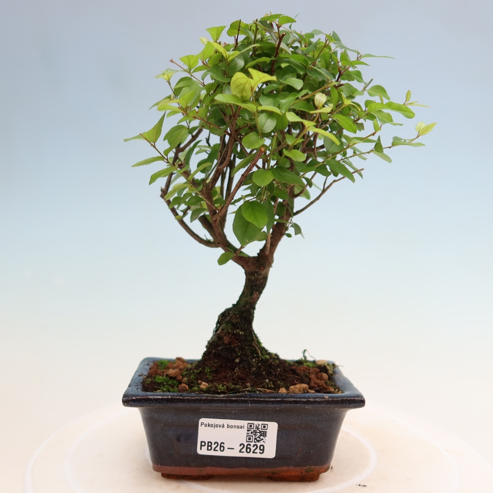 Room bonsai - Sageretia thea - Sageretia thea