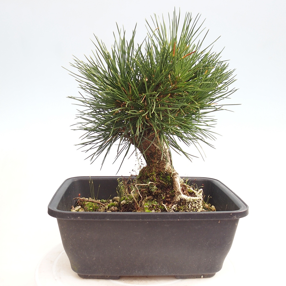 Outdoor bonsai - Pinus thunbergii - Thunberg pine