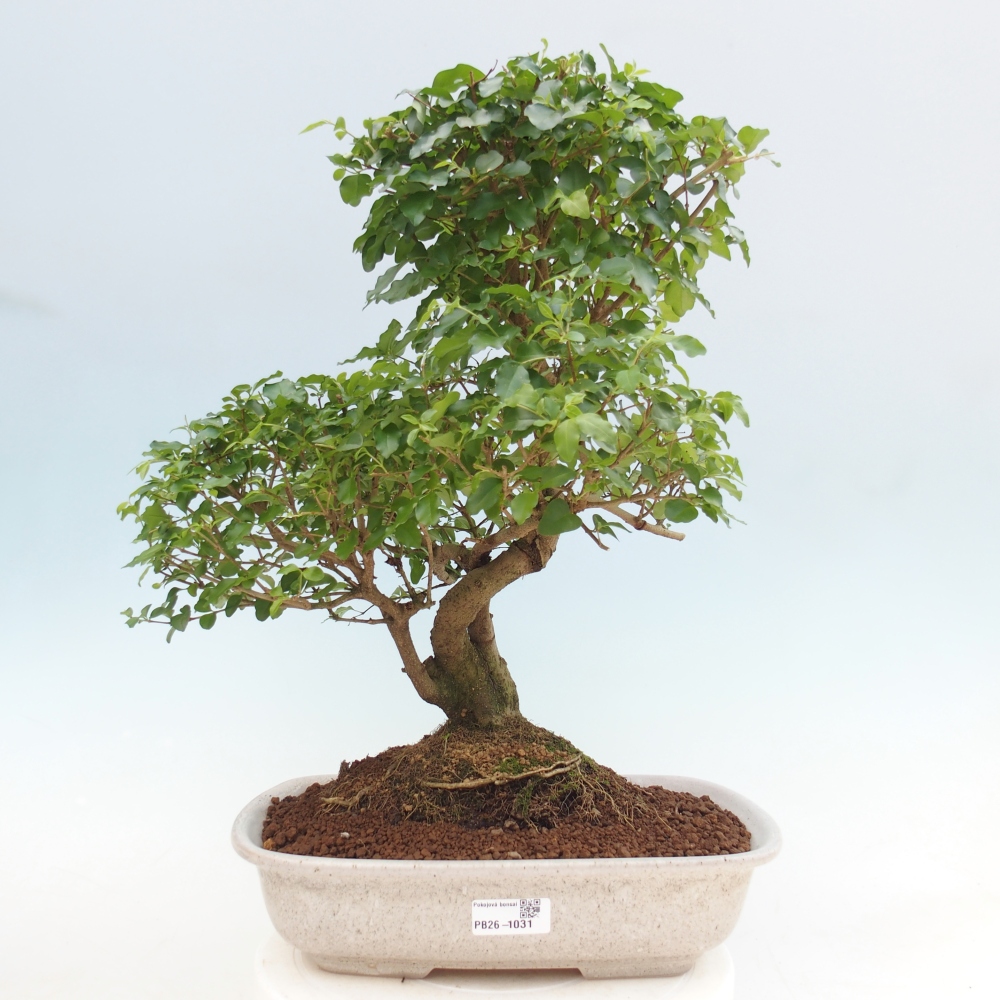 Room bonsai -Ligustrum chinensis - Birds Beak
