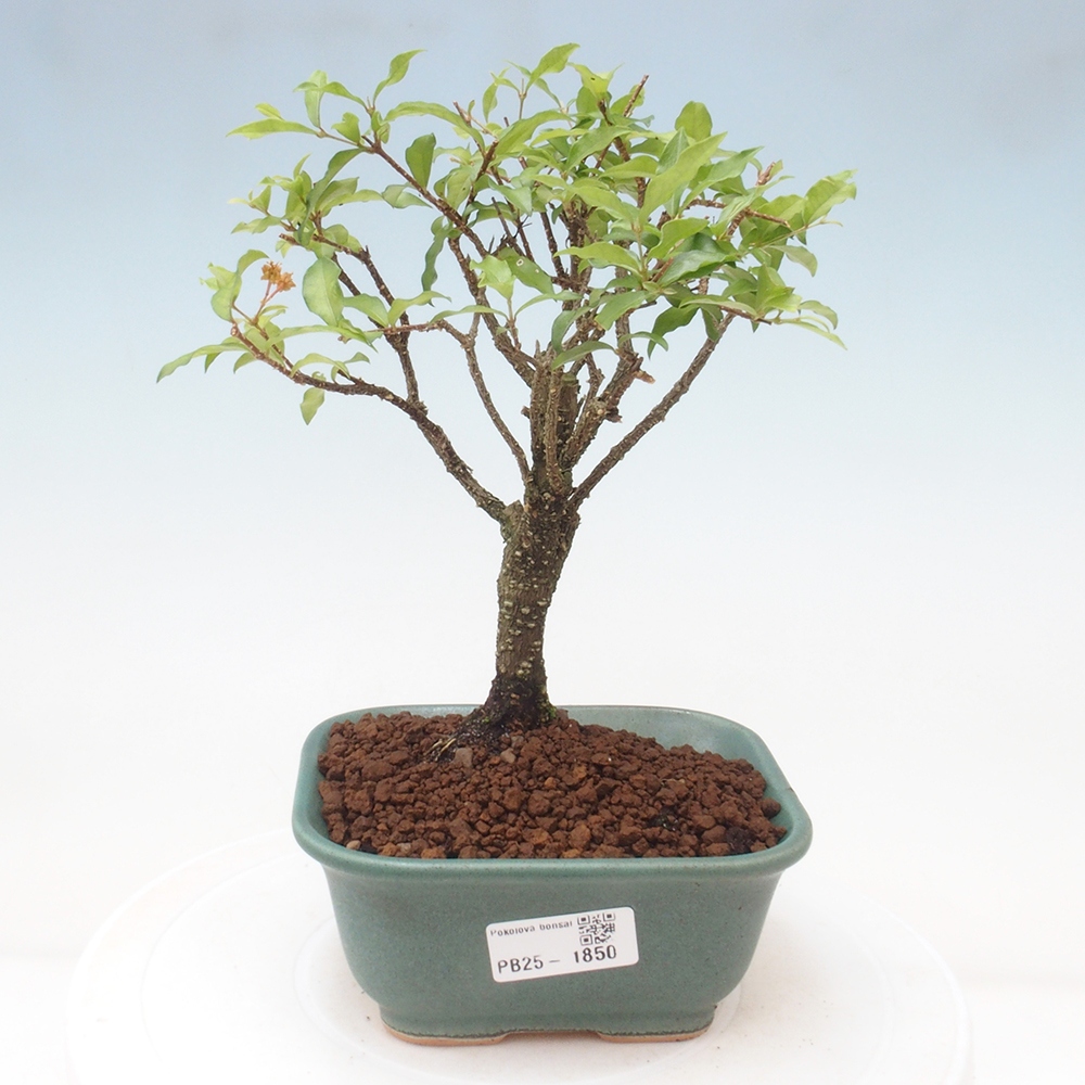 Room bonsai - Malpighia coccigera- Barbdorian cherry