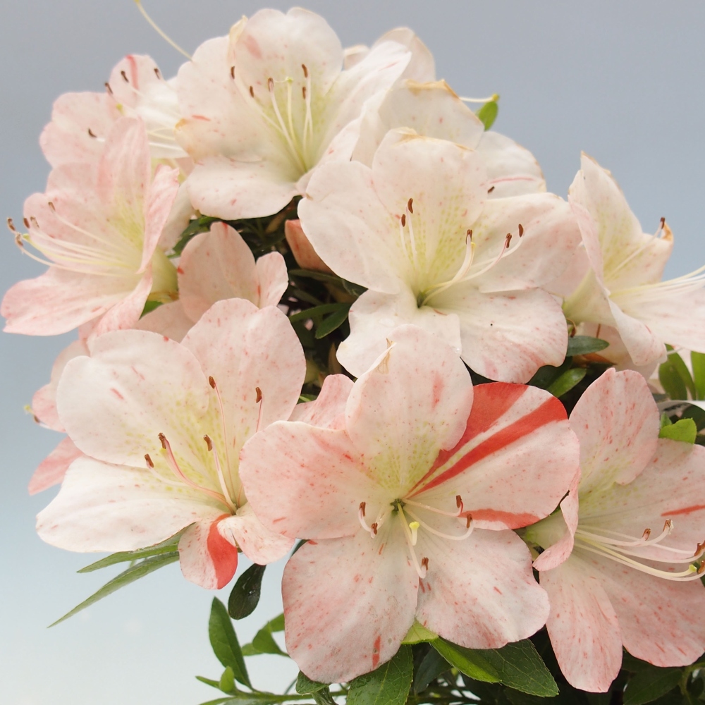Outdoor bonsai - Japanese azalea - Azalea Asazakura
