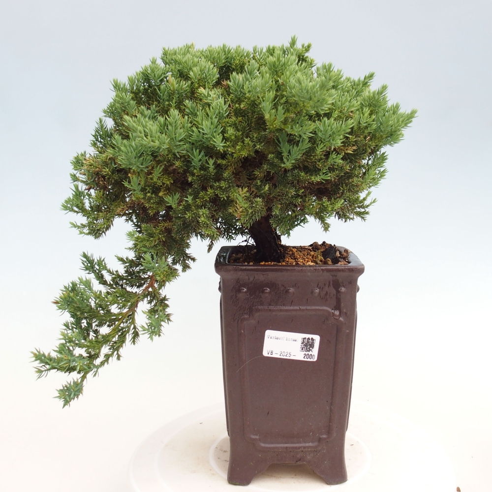 Outdoor bonsai - Juniperus procumbens - Prostrate Juniper