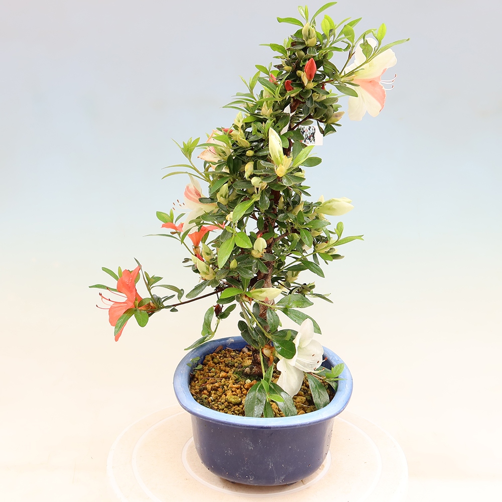Outdoor bonsai - Japanese azalea - Azalea Asahi-no-izumi