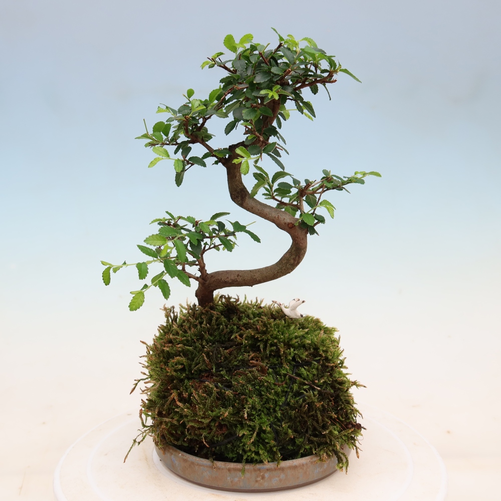 Kokedama with a saucer - Ulmus parvifolia - small-leaved elm