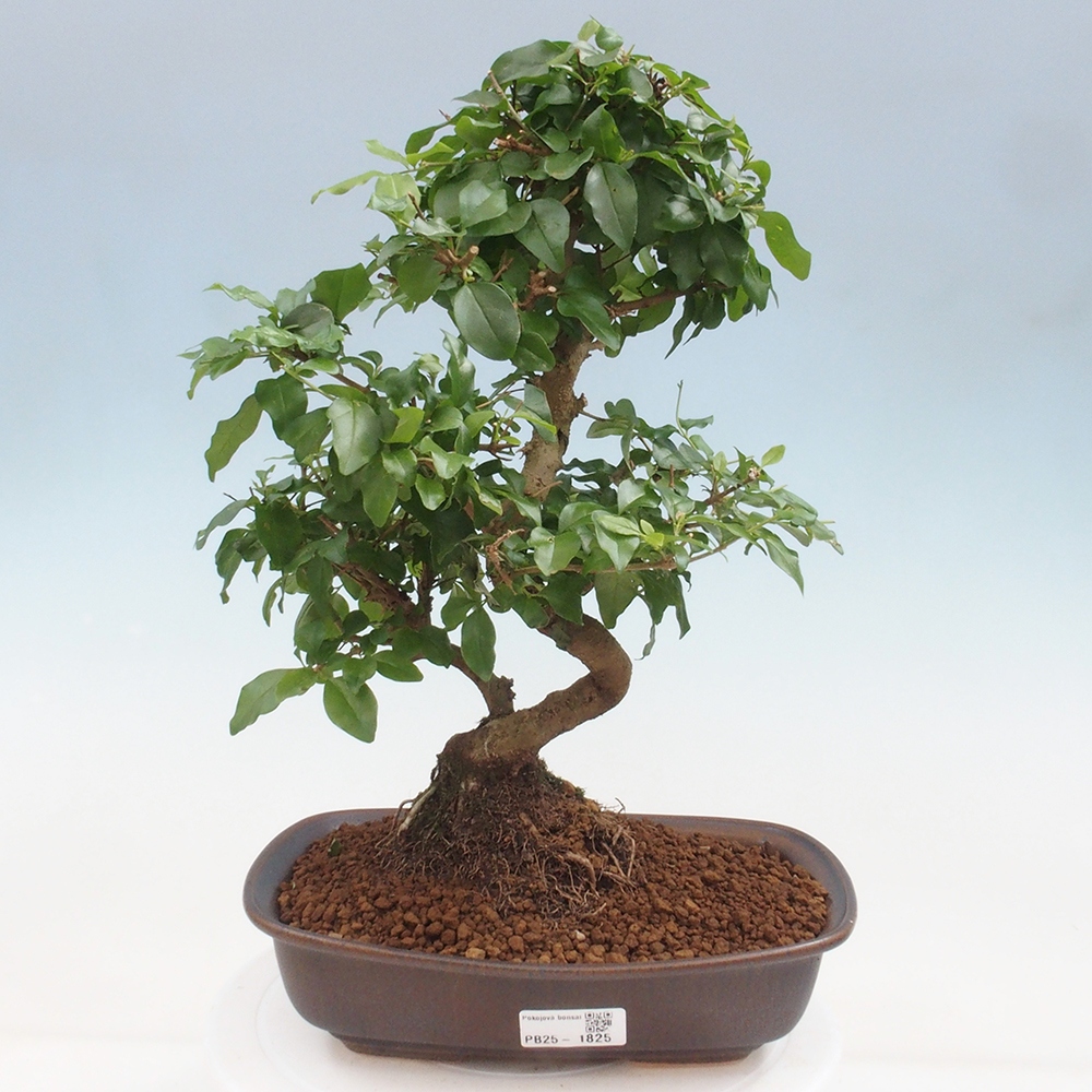 Room bonsai -Ligustrum chinensis - privet