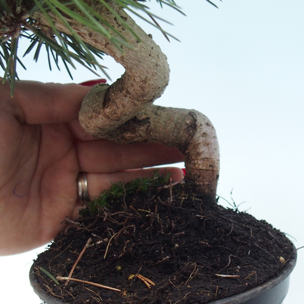 Outdoor bonsai - Pinus thunbergii senjyumaru - Thunberg pine