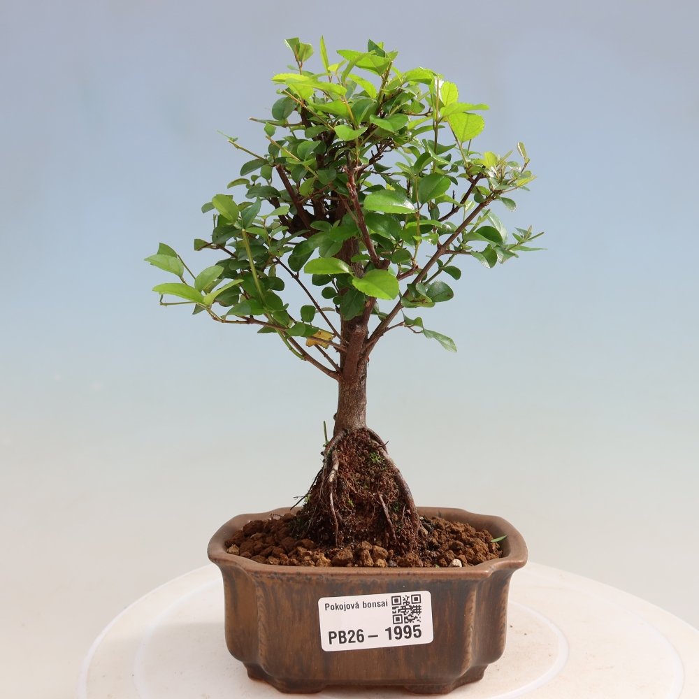 Room bonsai - Sageretia thea - Sageretia thea