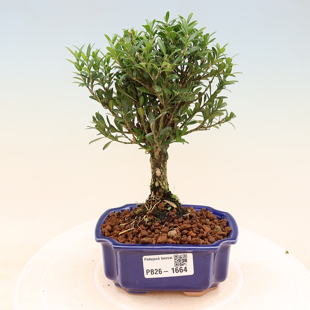 Room bonsai - Buxus harlandii - cork buxus