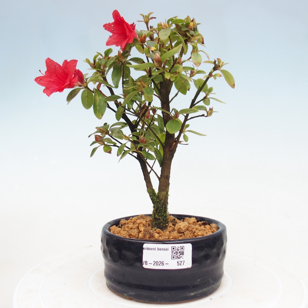 Outdoor bonsai - Japanese azalea - Azalea sp.
