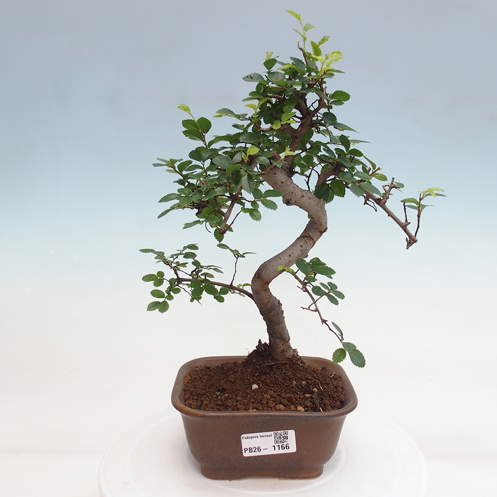 Room bonsai - Ulmus parvifolia - Small-leaved elm