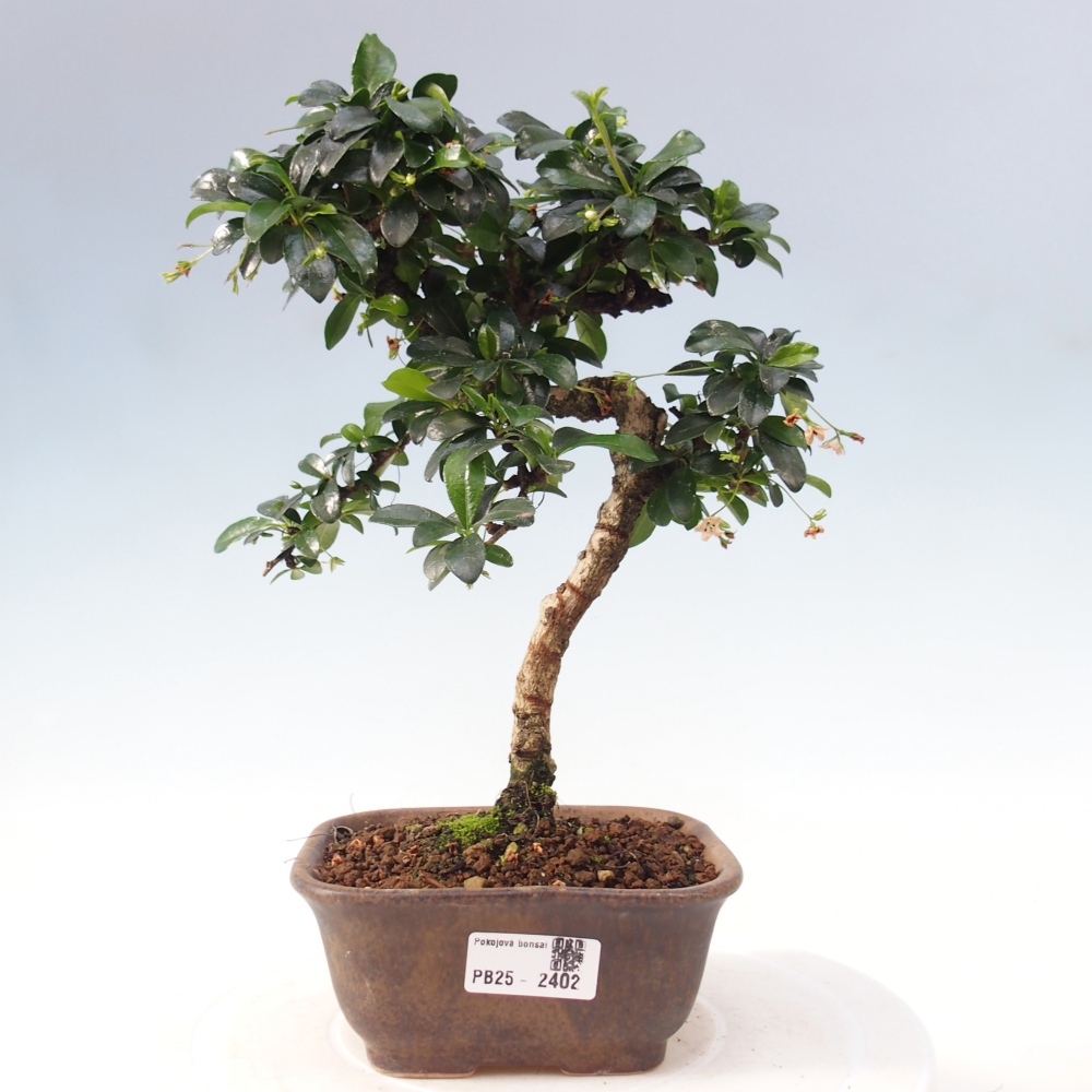 Indoor bonsai - Carmona macrophylla - Fuki tea