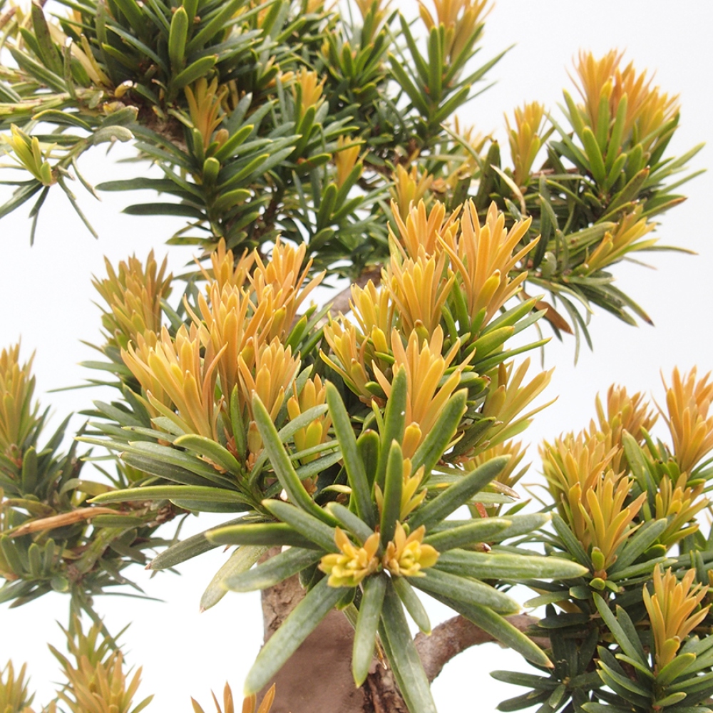 Outdoor bonsai - Taxus cuspidata - Japanese yew