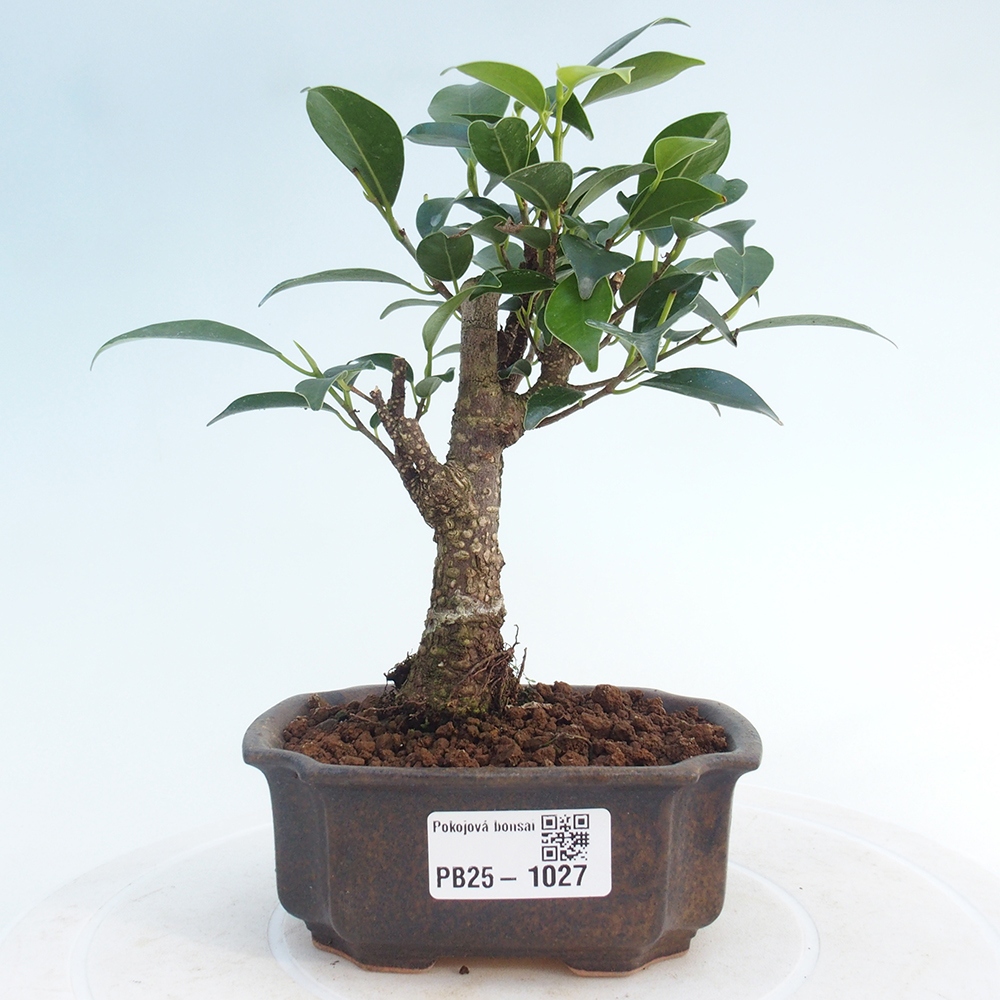 Indoor bonsai - Small-leaved ficus - Ficus kimmen