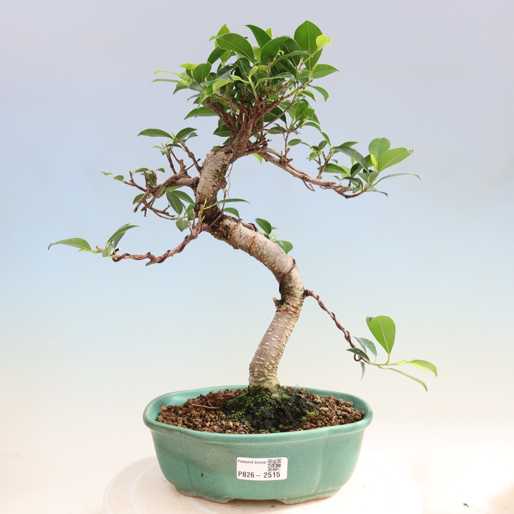 Room bonsai - Ficus retusa - small-leaved ficus