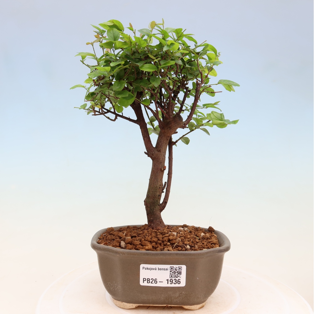 Room bonsai - Sageretia thea - Sageretia thea