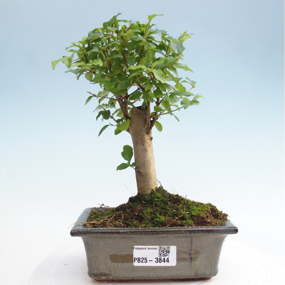 Room bonsai -Ligustrum chinensis - Birds Beak