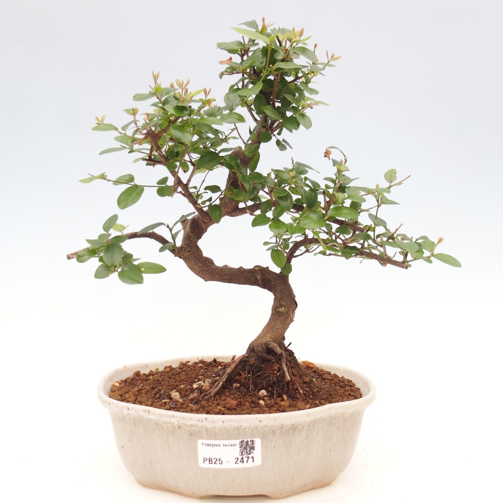 Indoor bonsai - Sagerécie thea - Sagerécie thea
