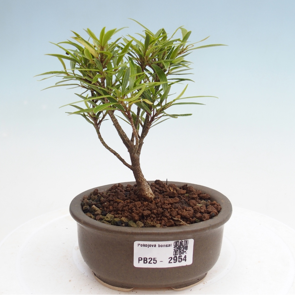 Indoor bonsai - Ficus nerifolia - small-leaved ficus