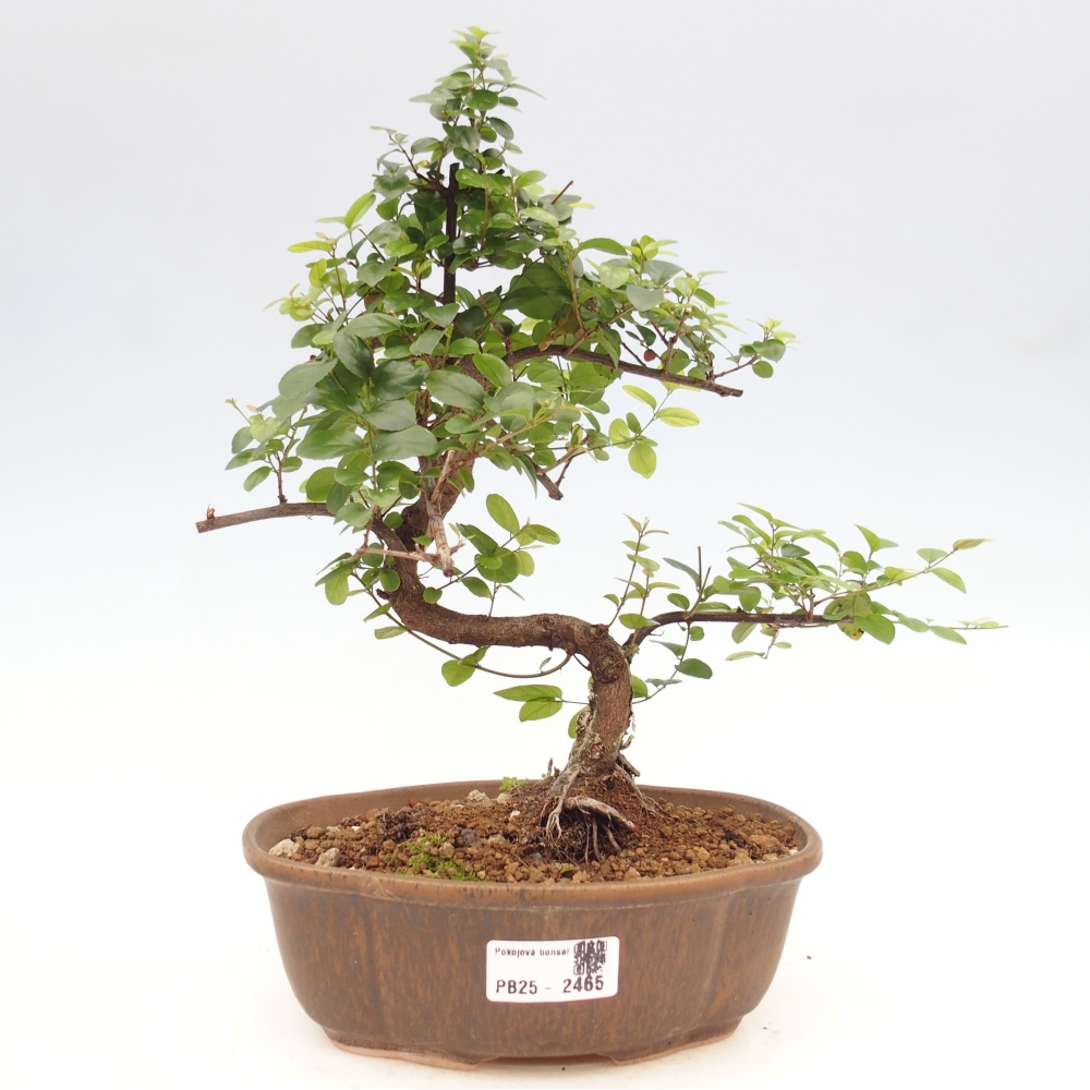 Indoor bonsai - Sagerécie thea - Sagerécie thea