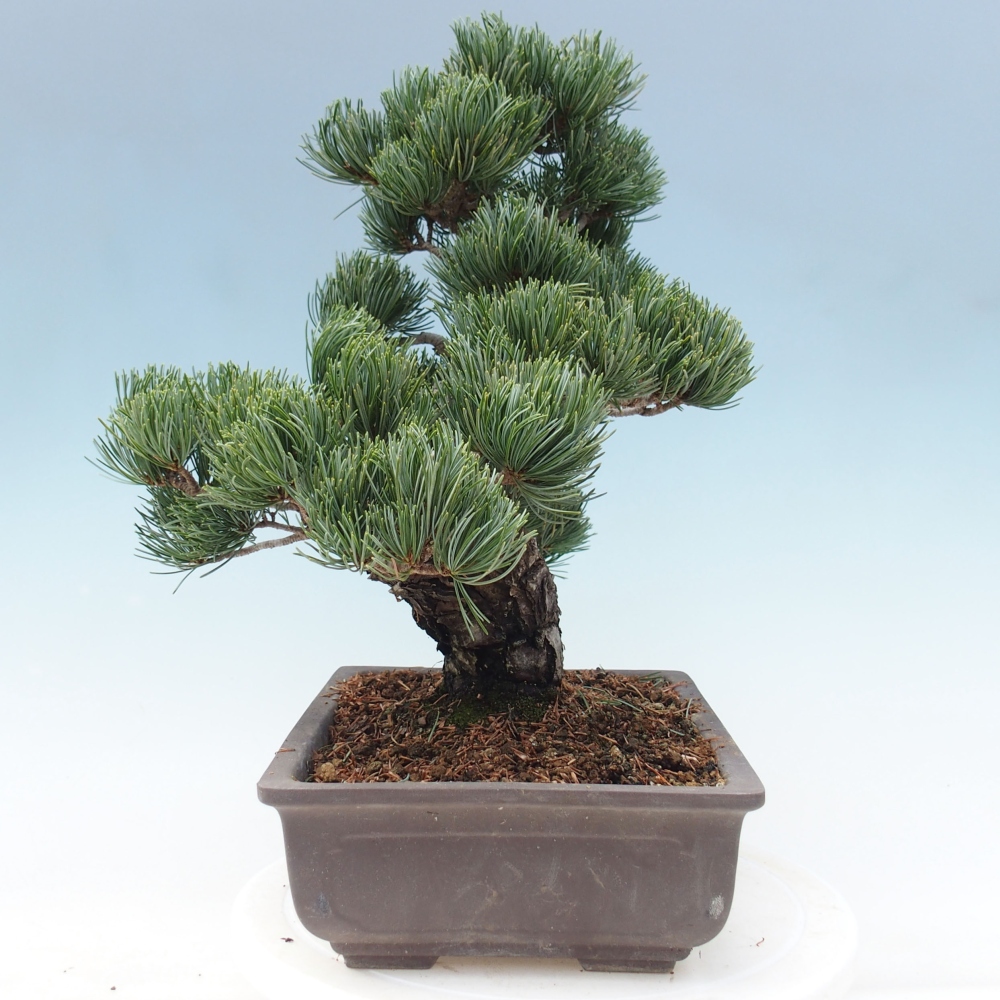 Outdoor bonsai - Pinus parviflora - Small pine tree