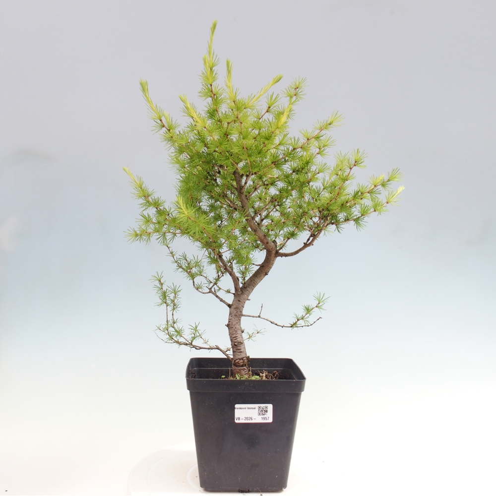 Outdoor bonsai -Larix decidua - Larch