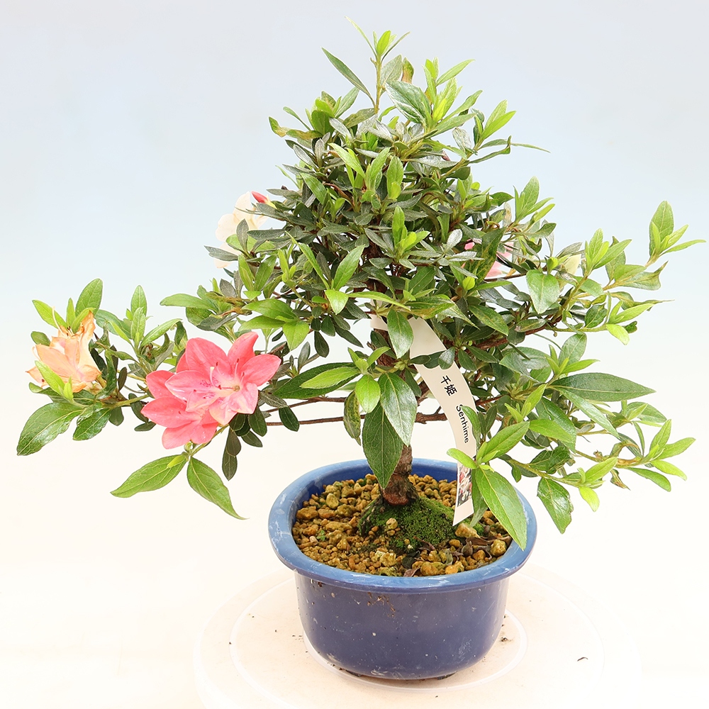 Outdoor bonsai - Japanese Azalea - Azalea Senhime