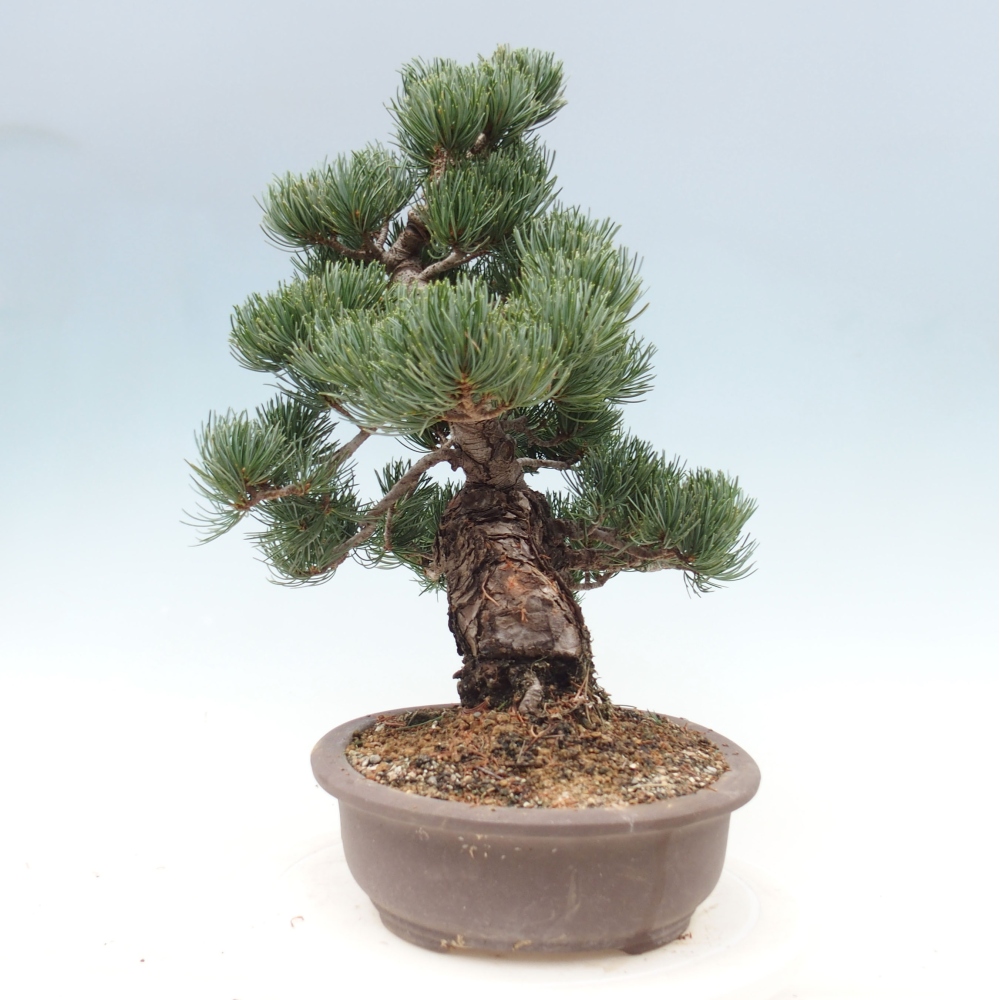 Outdoor bonsai - Pinus parviflora - Small pine tree