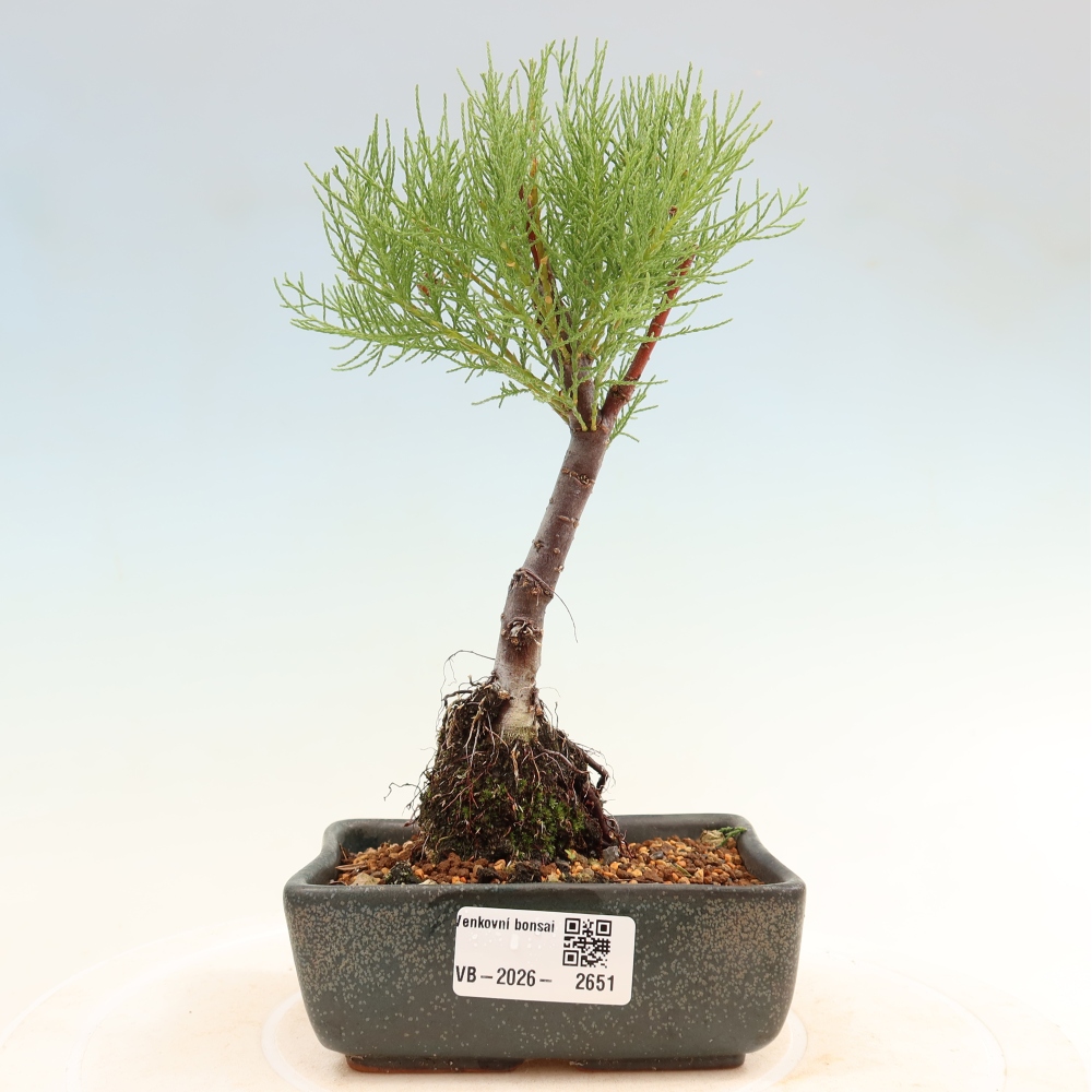 Outdoor Bonsai - Tamarisk - Tamarix