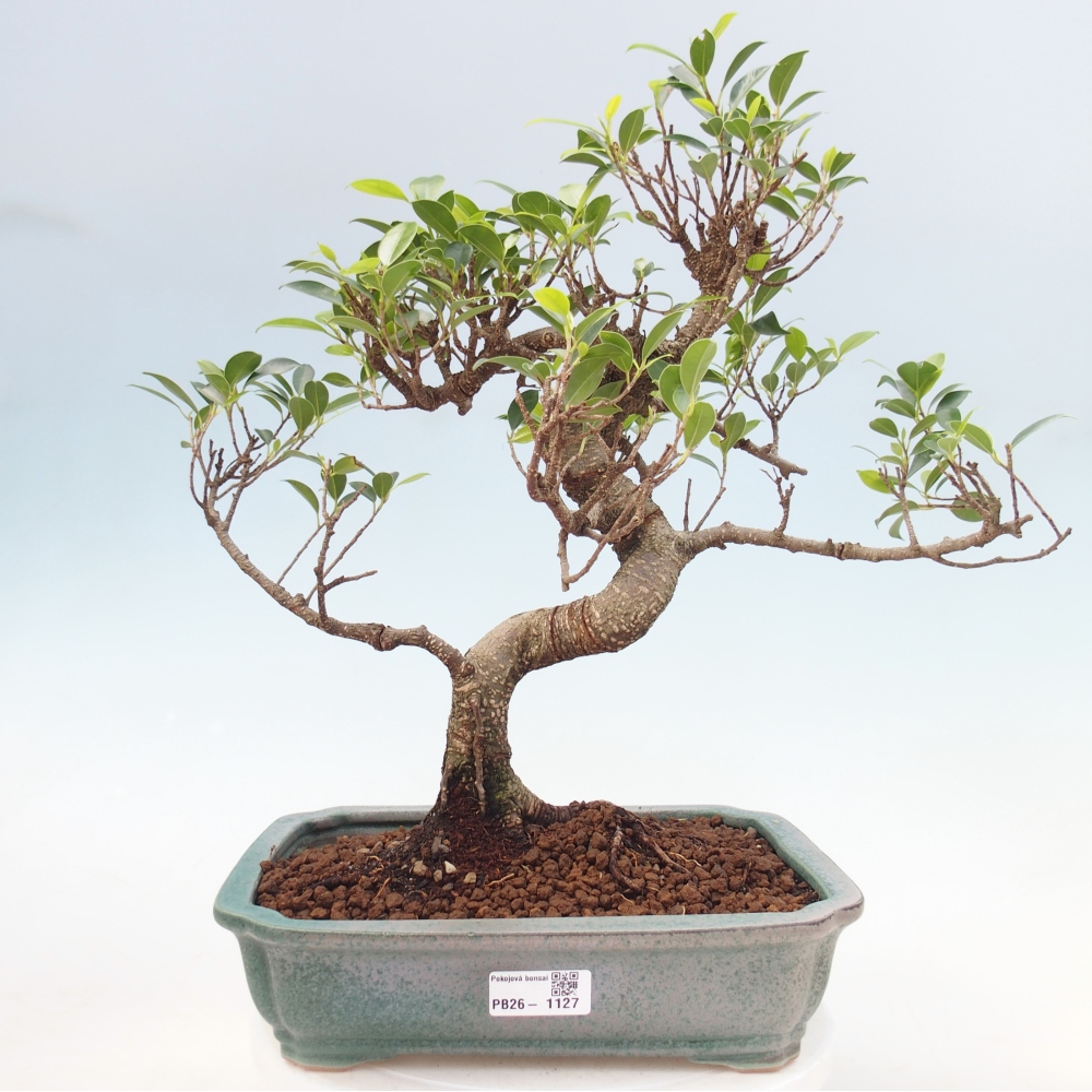 Room bonsai - Ficus kimmen - small-leaved ficus